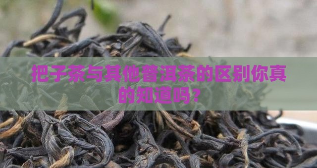 把子茶与其他普洱茶的区别