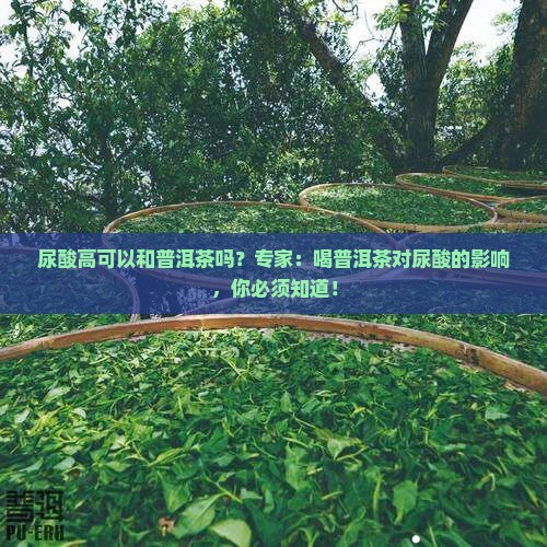 尿酸高可以和普洱茶吗