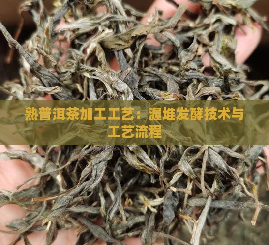 熟普洱茶加工工艺：渥堆发酵技术与工艺流程