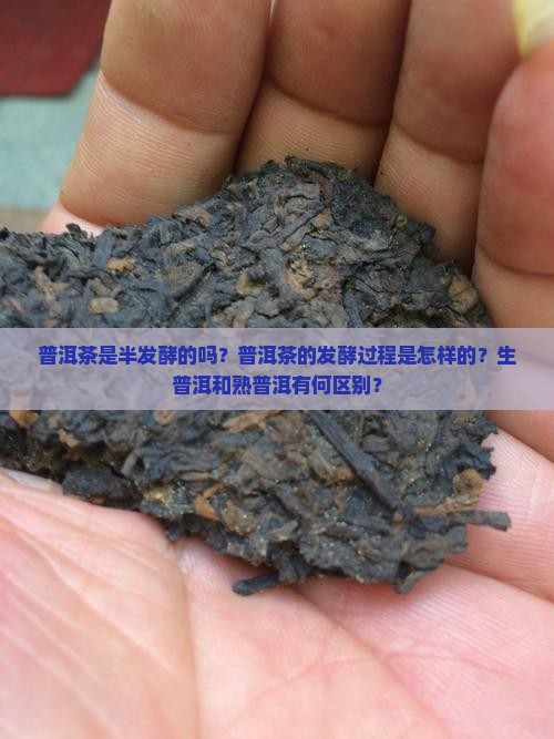 普洱茶是半发酵的吗？普洱茶的发酵过程是怎样的？生普洱和熟普洱有何区别？