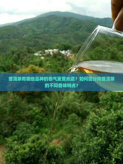 普洱茶有哪些品种的香气更受欢迎？如何区分纯普洱茶的不同香味特点？