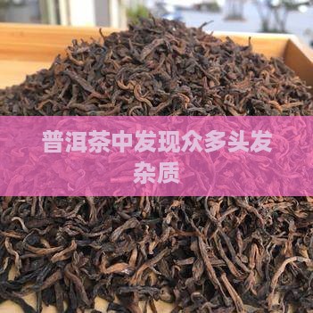 普洱茶中发现众多头发杂质