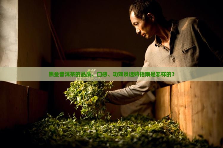黑金普洱茶的品质、口感、功效及选购指南是怎样的？