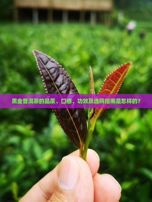 黑金普洱茶的品质、口感、功效及选购指南是怎样的？