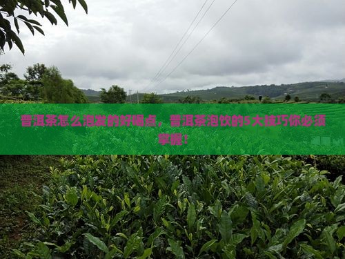普洱茶怎么泡发的好喝点，普洱茶泡饮的5大技巧你必须掌握！