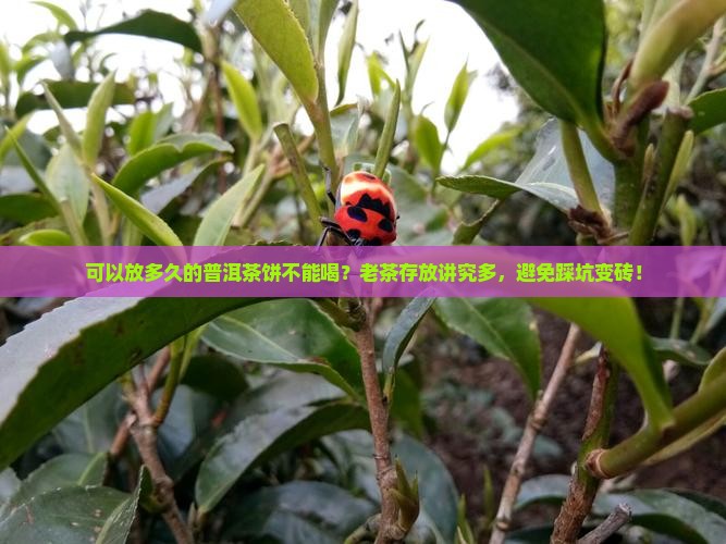 可以放多久的普洱茶饼不能喝？老茶存放讲究多，避免踩坑变砖！