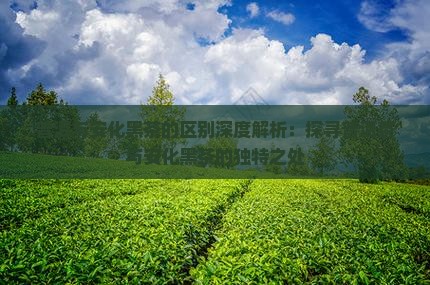 普洱与安化黑茶的区别深度解析：探寻普洱茶与安化黑茶的独特之处