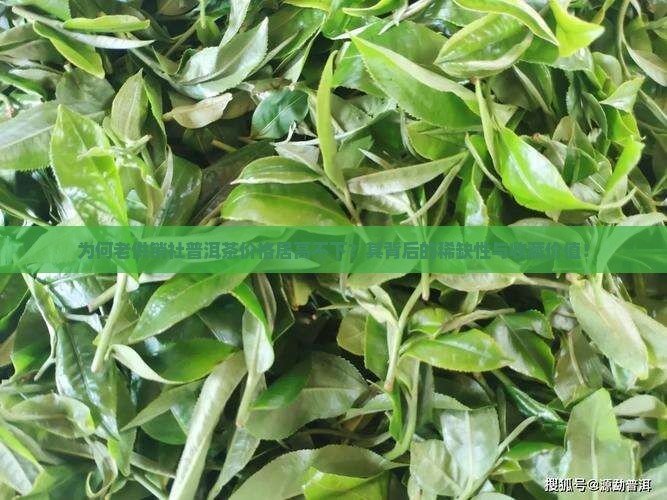 为何老供销社普洱茶价格居高不下？其背后的稀缺性与收藏价值！