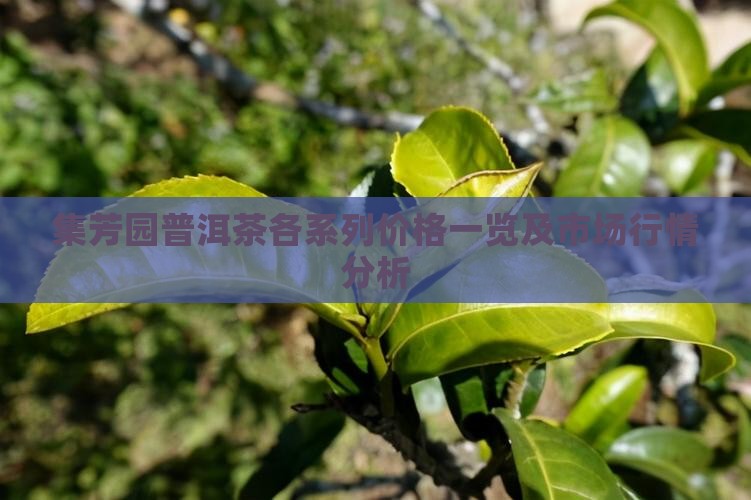 集芳园普洱茶各系列价格一览及市场行情分析