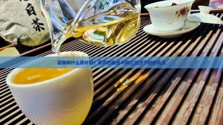 湖南种什么茶叶好？茶农的痛点与网红经济下的新机遇