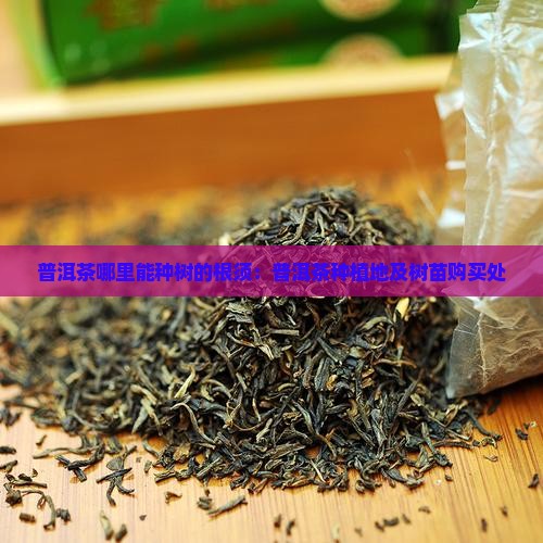 普洱茶哪里能种树的根须：普洱茶种植地及树苗购买处