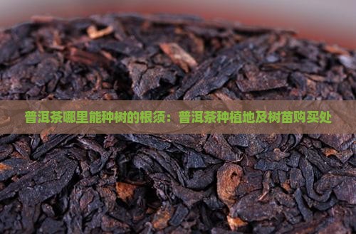 普洱茶哪里能种树的根须：普洱茶种植地及树苗购买处