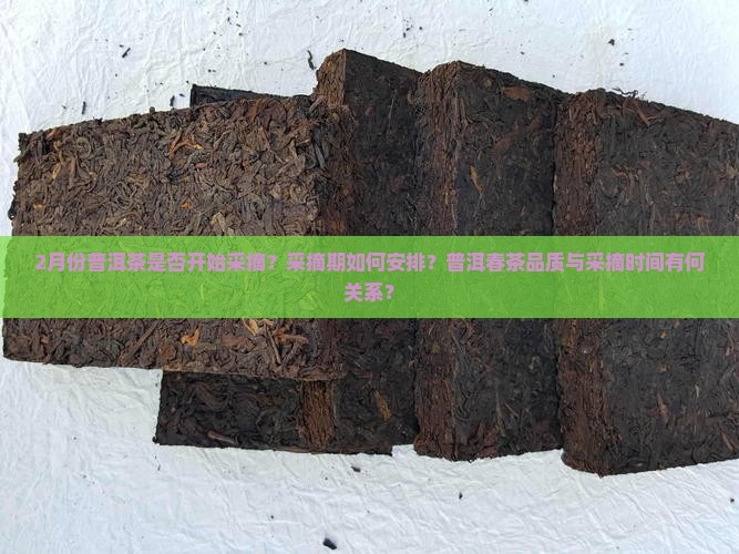 2月份普洱茶是否开始采摘？采摘期如何安排？普洱春茶品质与采摘时间有何关系？