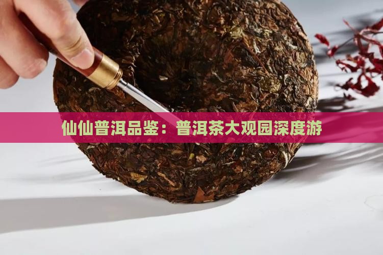 仙仙普洱品鉴：普洱茶大观园深度游