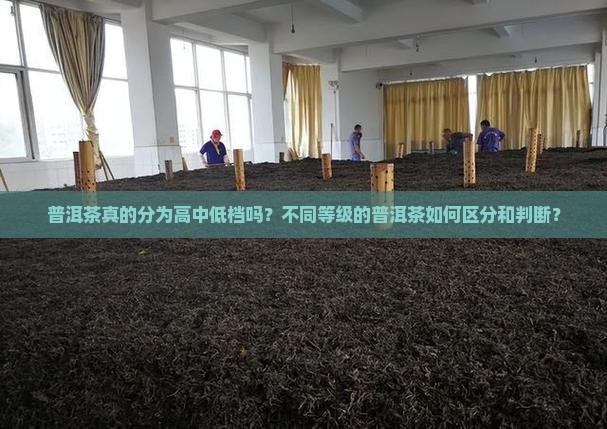 普洱茶真的分为高中低档吗？不同等级的普洱茶如何区分和判断？