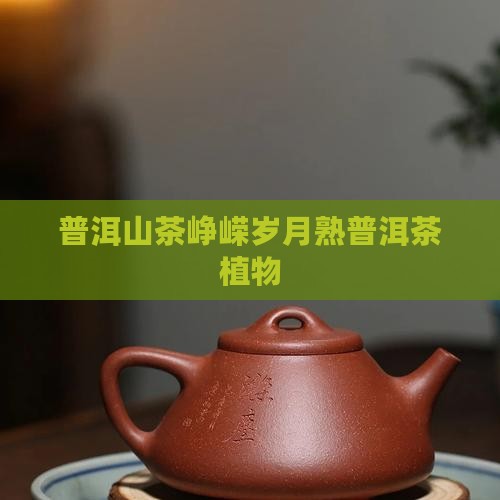 普洱山茶峥嵘岁月熟普洱茶植物