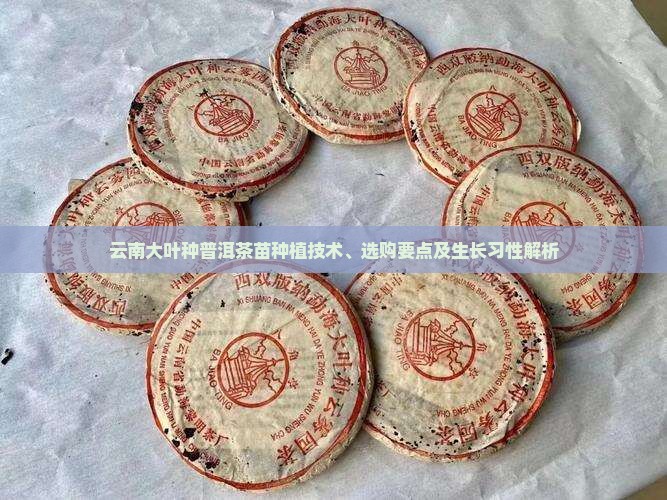 云南大叶种普洱茶苗种植技术、选购要点及生长习性解析