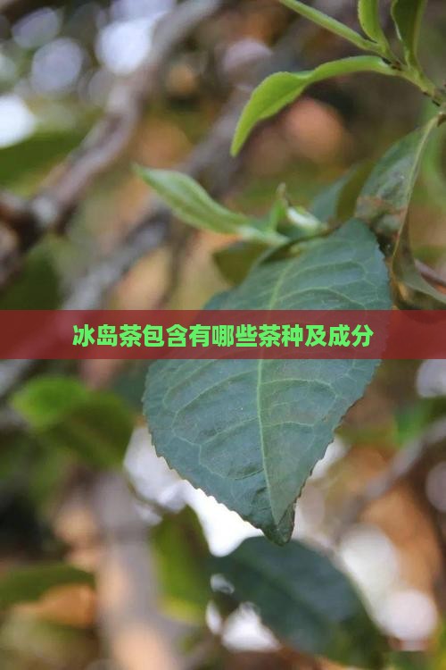 冰岛茶包含有哪些茶种及成分