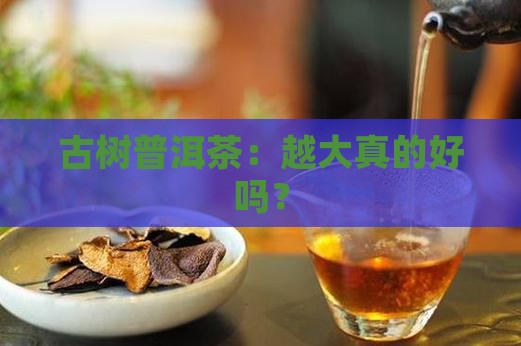 古树普洱茶：越大真的好吗？
