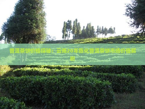 普洱茶饼价格探秘：云南20年陈化普洱茶饼市场价值解析