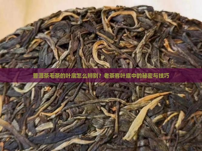普洱茶毛茶的叶底怎么辨别？老茶客叶底中的秘密与技巧