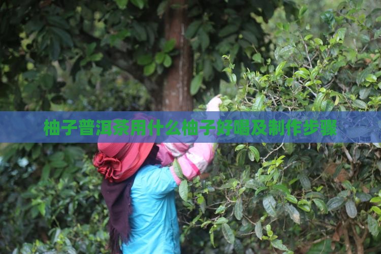 柚子普洱茶用什么柚子好喝及制作步骤