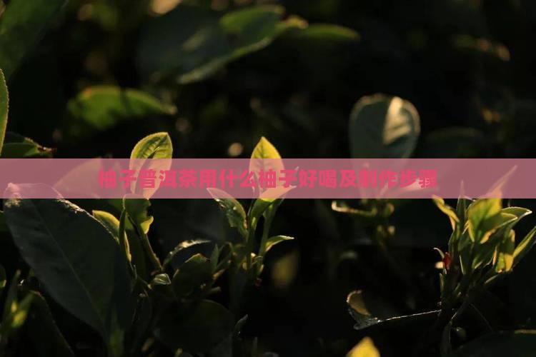 柚子普洱茶用什么柚子好喝及制作步骤