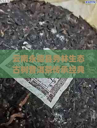云南永德县秀林生态古树普洱茶传承经典风味