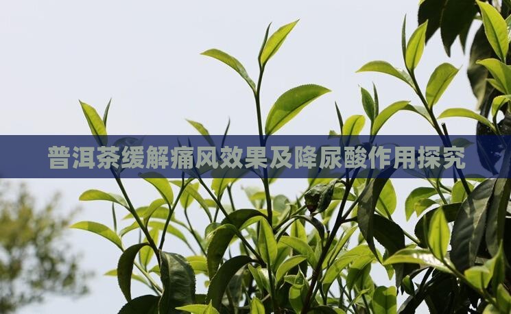 普洱茶缓解痛风效果及降尿酸作用探究