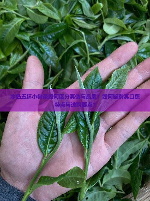 冰岛五环小树茶如何区分真伪与品质？如何鉴别其口感特点与选购要点？