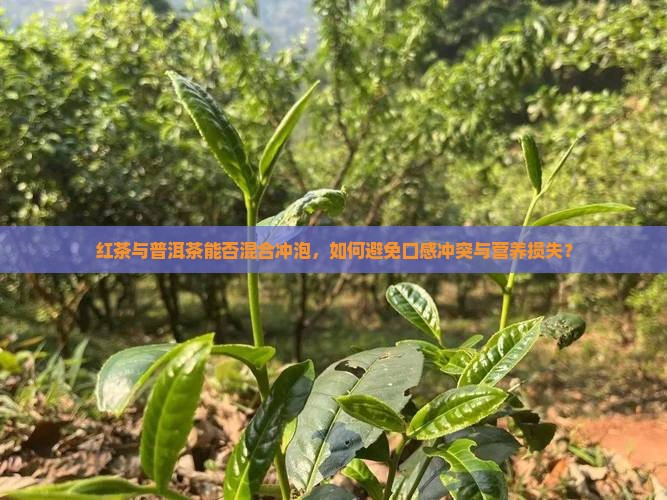 红茶与普洱茶能否混合冲泡，如何避免口感冲突与营养损失？