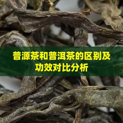 普源茶和普洱茶的区别及功效对比分析