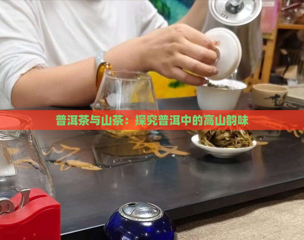 普洱茶与山茶：探究普洱中的高山韵味