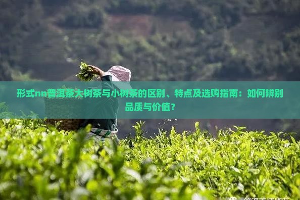 形式nn普洱茶大树茶与小树茶的区别、特点及选购指南：如何辨别品质与价值？