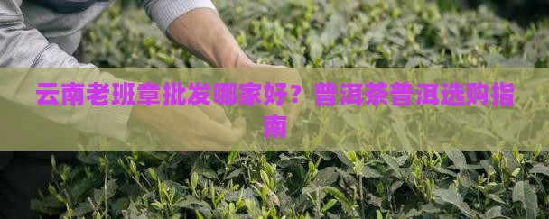 云南老班章批发哪家好？普洱茶普洱选购指南