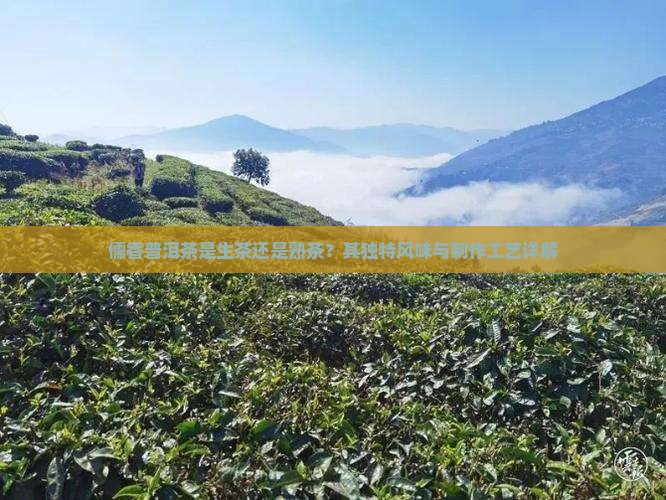 儒香普洱茶是生茶还是熟茶？其独特风味与制作工艺详解