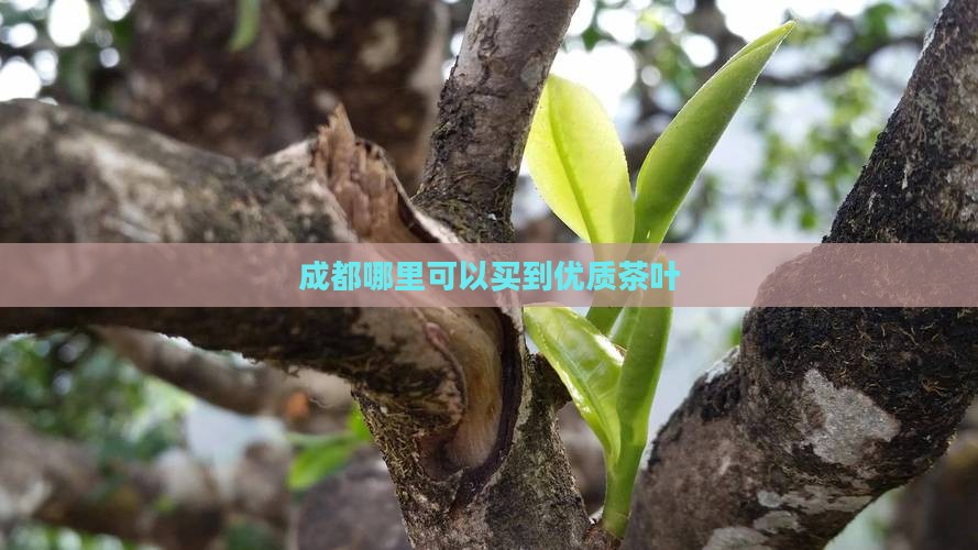 成都哪里可以买到优质茶叶