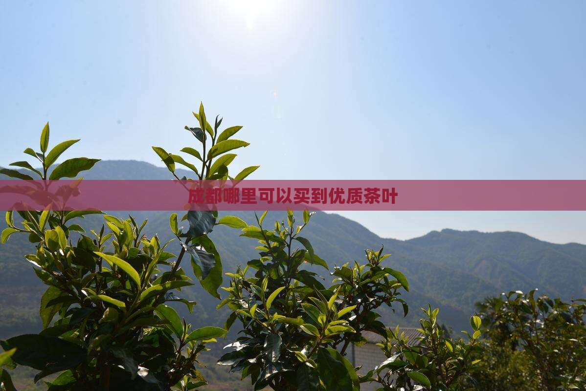 成都哪里可以买到优质茶叶