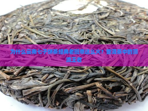 为什么云南七子饼茶经典老班章这么火？普洱茶中的顶流王者