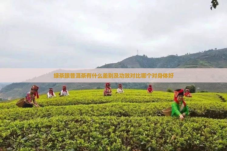 绿茶跟普洱茶有什么差别及功效对比哪个对身体好