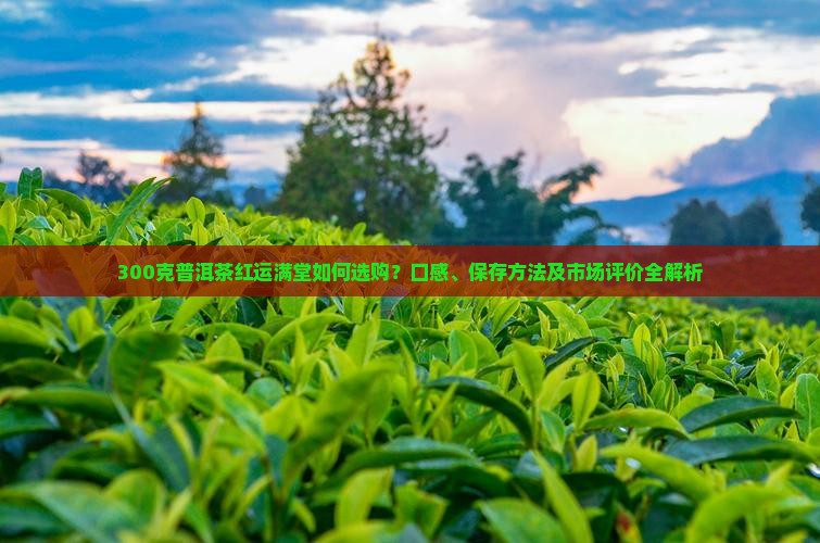 300克普洱茶红运满堂如何选购？口感、保存方法及市场评价全解析