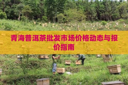 青海普洱茶批发市场价格动态与报价指南