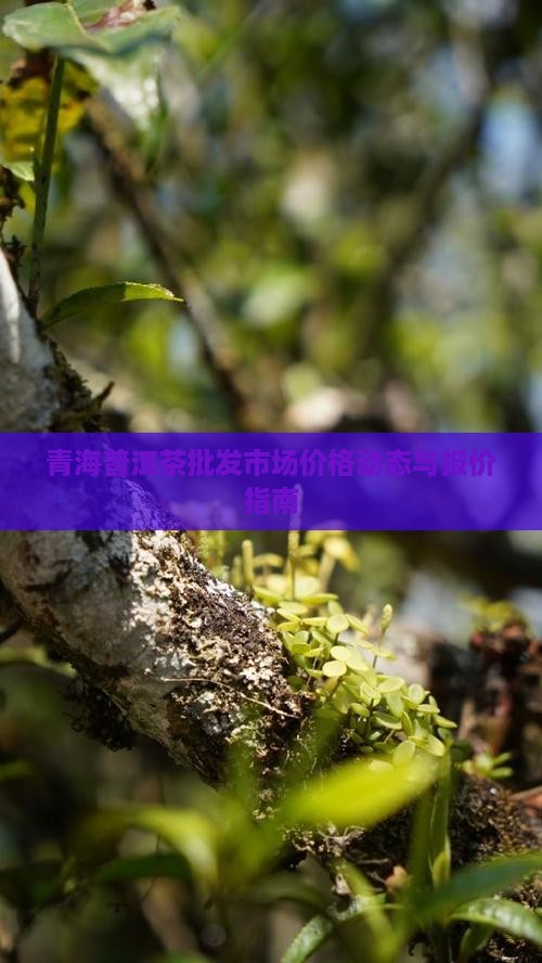 青海普洱茶批发市场价格动态与报价指南