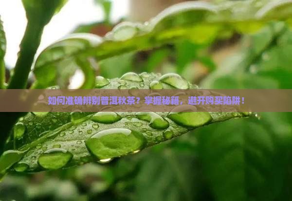 如何准确辨别普洱秋茶？掌握秘籍，避开购买陷阱！