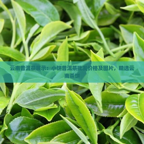 云南普洱茶展示：小饼普洱茶批发价格及图片，精选云南茶饼