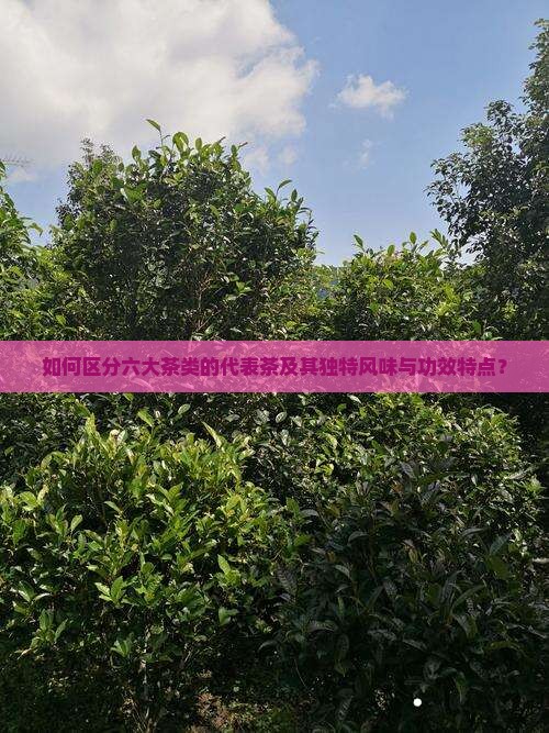 如何区分六大茶类的代表茶及其独特风味与功效特点？