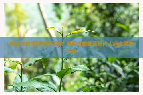 如何在家享受生普洱茶？其养生益处及现代人痛点解决方案