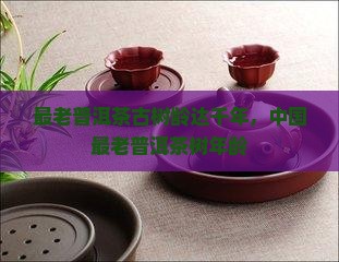最老普洱茶古树龄达千年，中国最老普洱茶树年龄