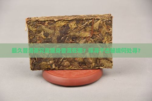 最久普洱茶究竟藏身普洱在哪？探寻千古秘境何处寻？