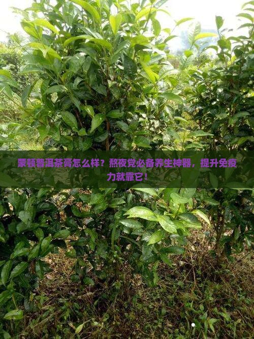 蒙顿普洱茶膏怎么样？熬夜党必备养生神器，提升免疫力就靠它！